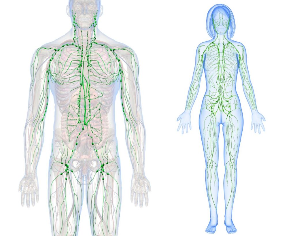 Visual representation of the lymphatic system with highlighted nodes and vessels.